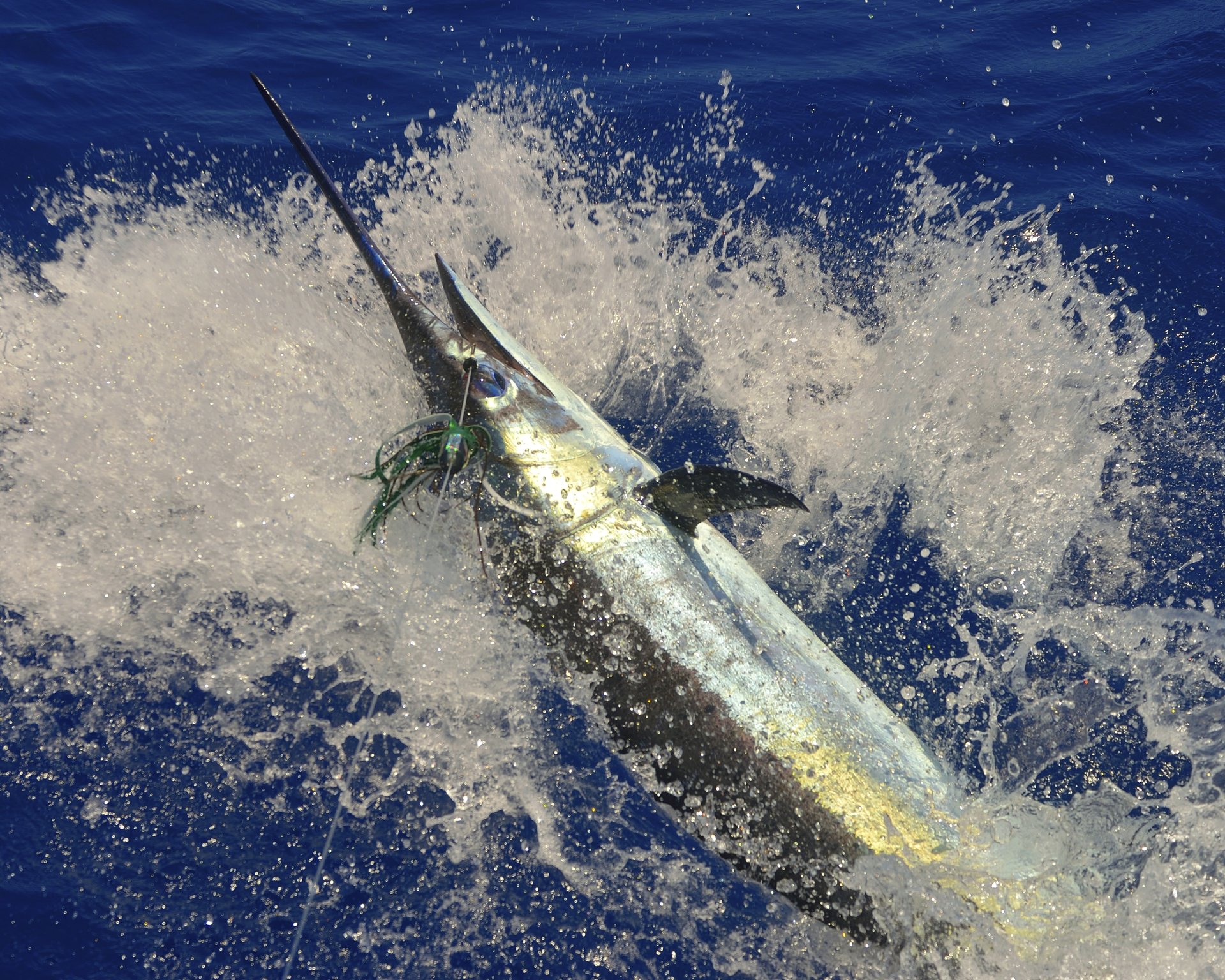 Fishing for Wahoo, Marlin or Swordfish in Late Winter
