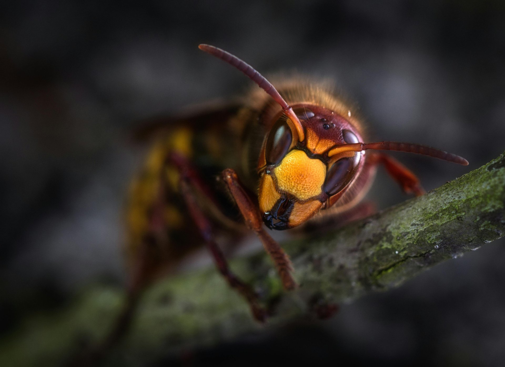 Bees, Tsetse Flies, Kissing Bugs and Bullet Ants Could Ruin Your Trip