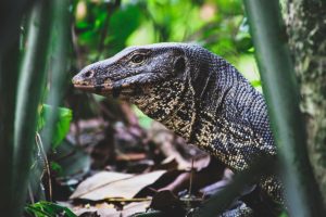 Reptiles That Bite, From Cobras to Mexican Bearded Lizards