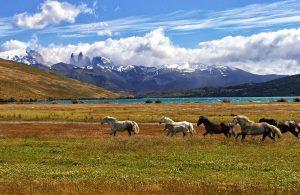 Patagonia Traveler Safety Guide