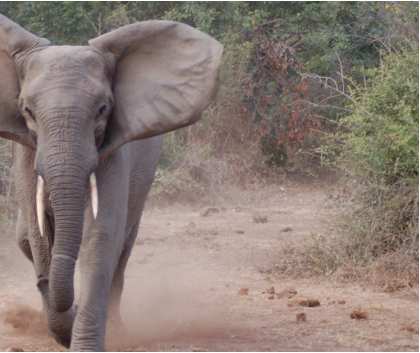 Global Rescue evacuates man with fatal heart condition from a remote camp in Botswana