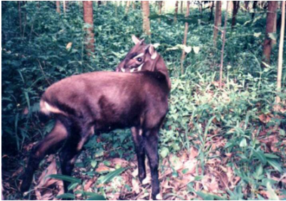 Global Rescue Sponsors Conservation Efforts in Asia