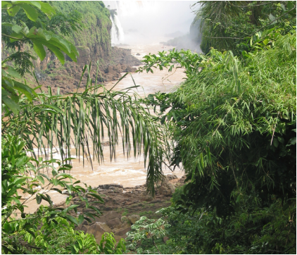 Letter from the Peruvian jungle