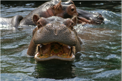 Global Rescue doctor in Zambia advises travelers concerned about anthrax