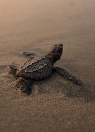 Playa Viva babyturtle